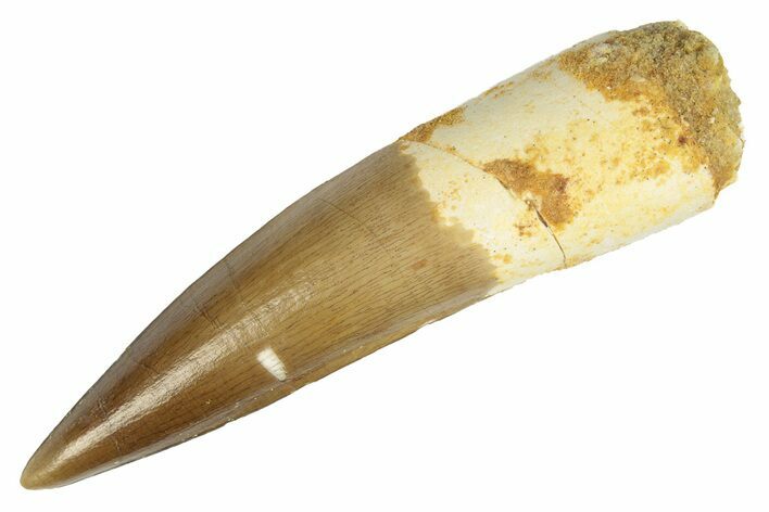 Real Fossil Spinosaurus Tooth - Excellent Tip #225474